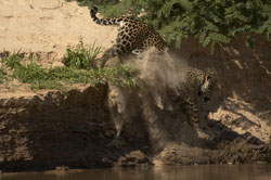 jaguar sand